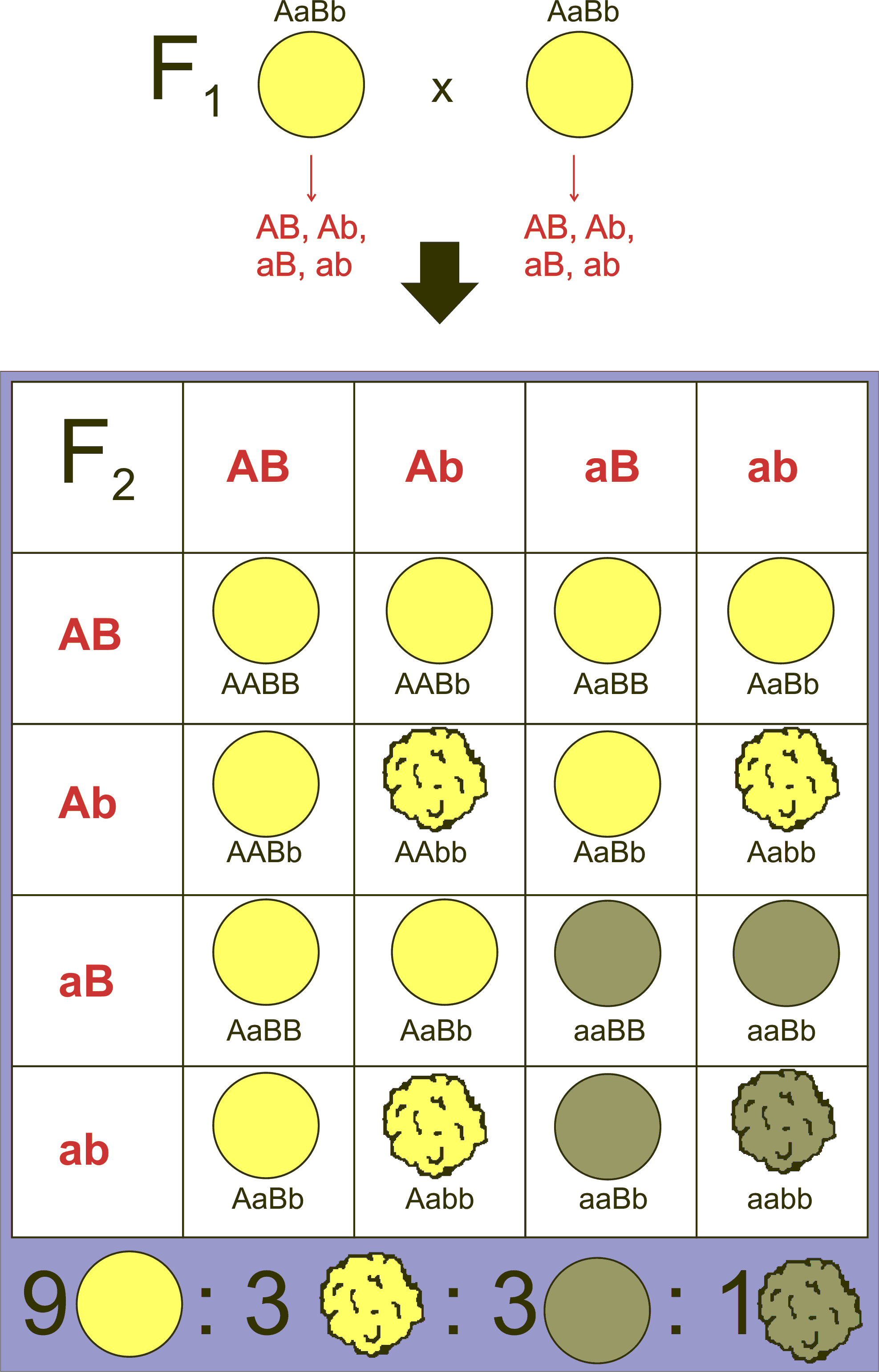 Mendels Law Of Inheritance Agriculture Wale