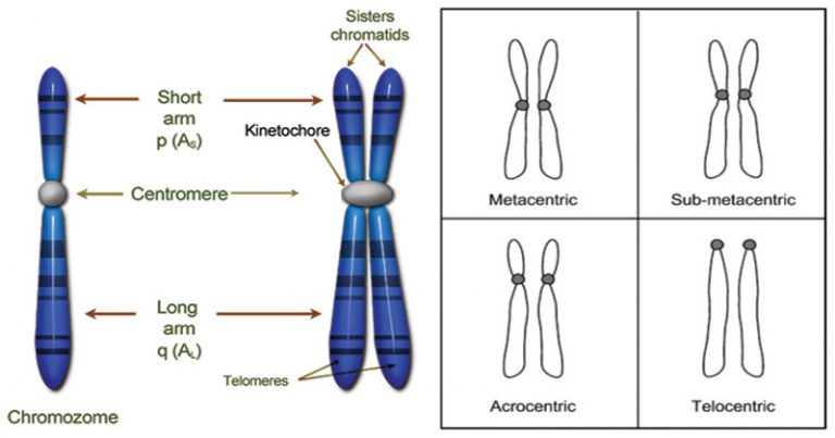 TYPES OF CHROMOSOME-STRUCTURE&DEFINITION - Agriculture Wale