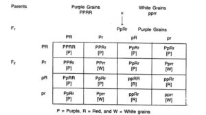 EPISTASIS- DEFINITION & GENE INTERACTION - Agriculture Wale