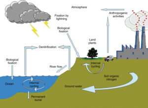 NITROGEN CYCLE- PROCESS & IMPORTANCE - Agriculture Wale