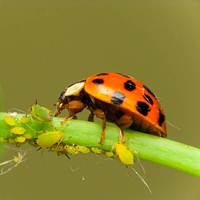 BIOLOGICAL CONTROL-MEANING, TYPES & EFFECTS - Agriculture Wale