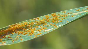 Wheat Diseases