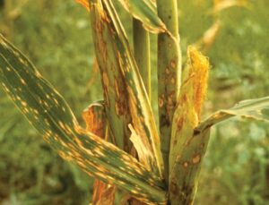 Maize diseases