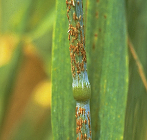 wheat disease