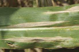 Maize diseases