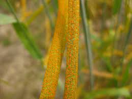 wheat disease