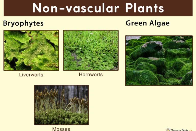 Vascular And Non Vascular Plants Agriculture Wale 