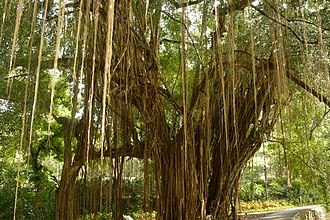 Plant Root System - Agriculture Wale