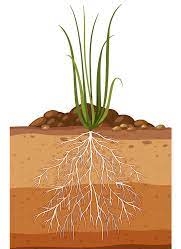 Plant Root System - Agriculture Wale