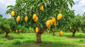 Best Mango Varieties in India